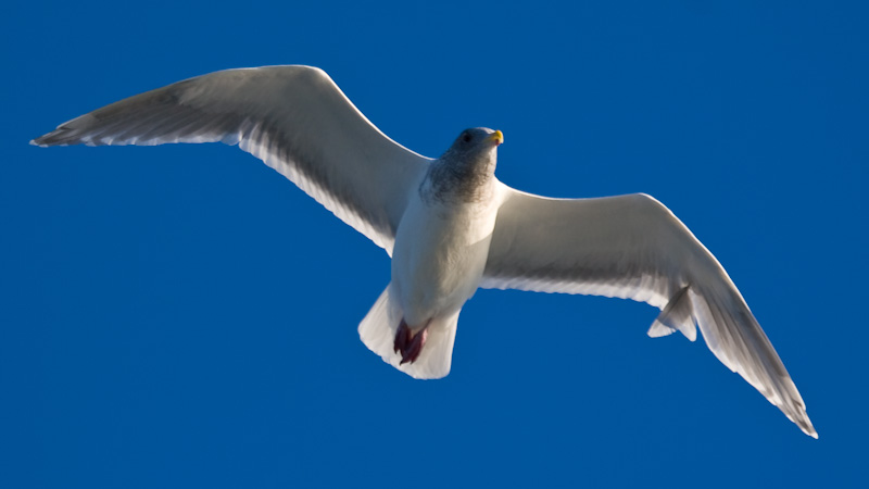 Glaucus-WInged Gull In Flight
